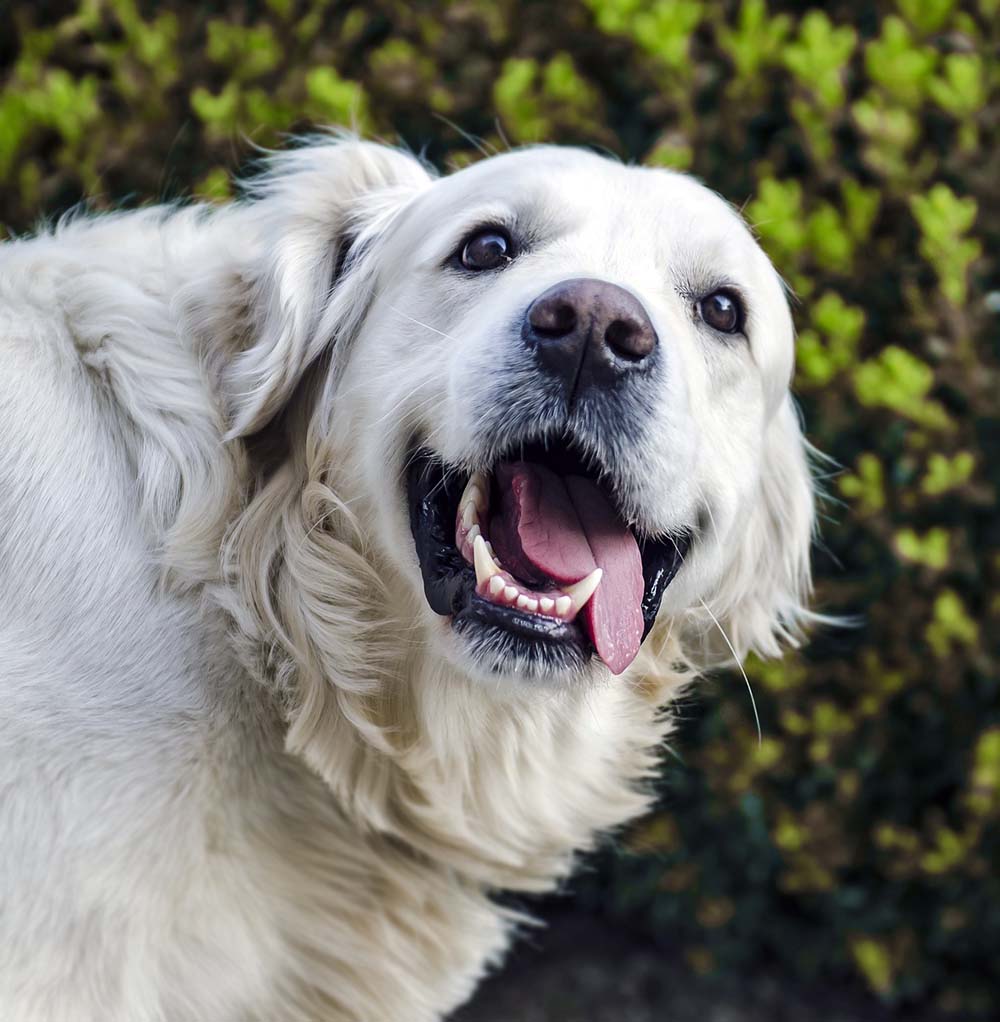 Köpeklerde Diş Fırçalarken Yapılan Hatalar