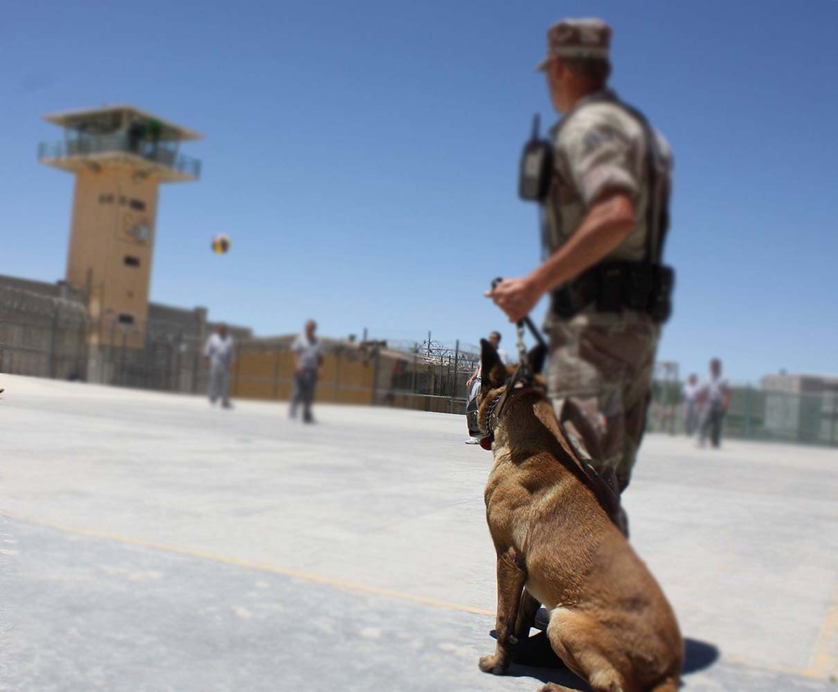 Hangi Cins Köpekler K9 Olabilir? Seçim Kriterleri Nelerdir?