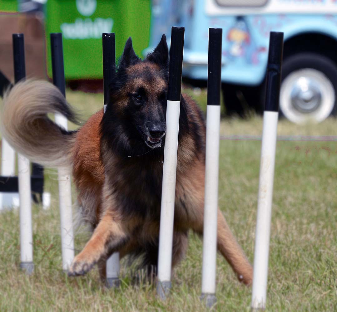 k9 köpek