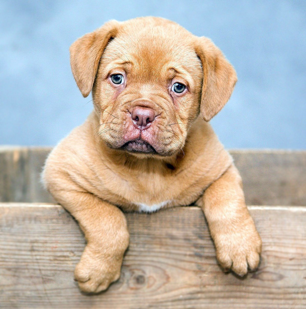 prochoice proderma yetişkin kuzu etli köpek maması 18 kg