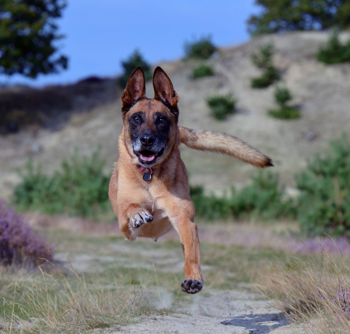 Köpeğinizin Kötü Alışkanlıklarını Nasıl Durdurabilirsiniz?