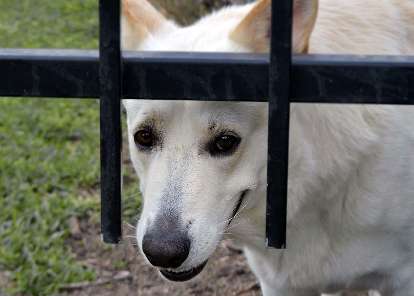 Travma Yaşamış Köpeklerin Gösterdiği Belirtiler