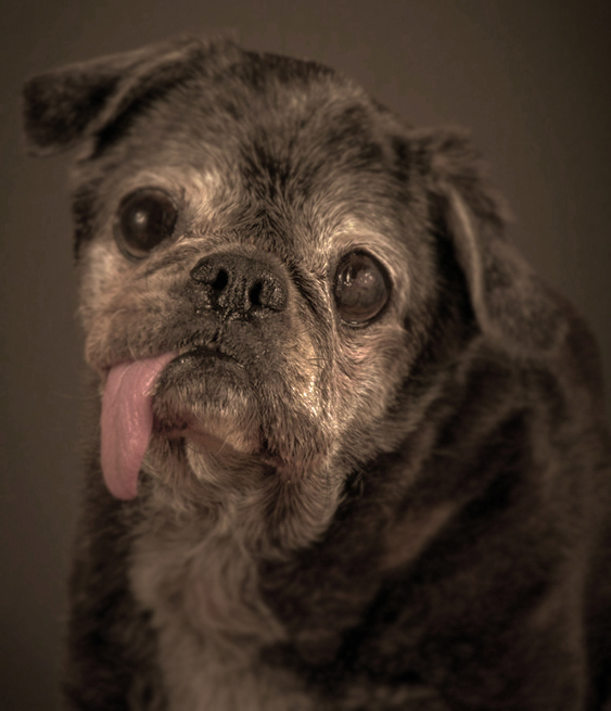 Köpeğinizin Yaşını Nasıl Öğrenebilirsiniz?