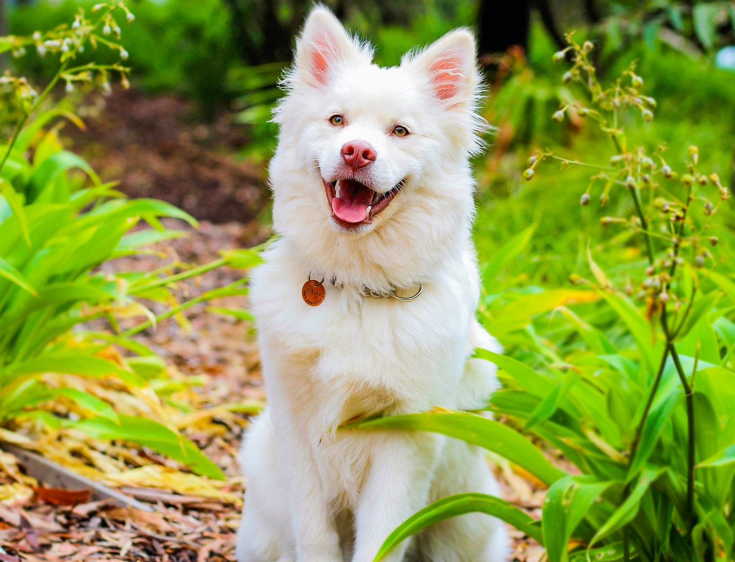 Köpeklerin 6. Hislerinin Ne Kadar Güçlü Olduğunu Gösteren Bazı Durumlar