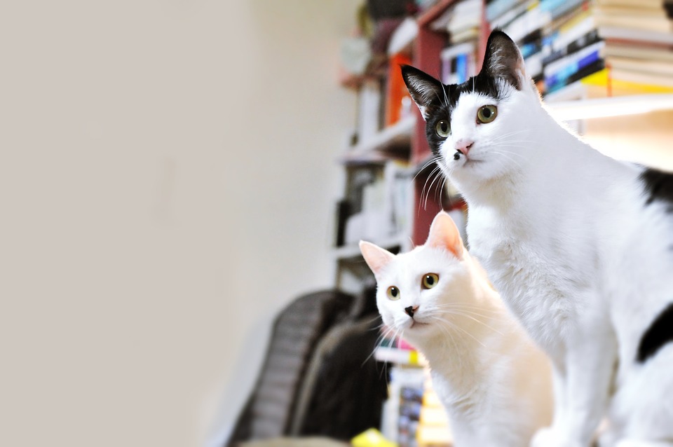 koşan kedi