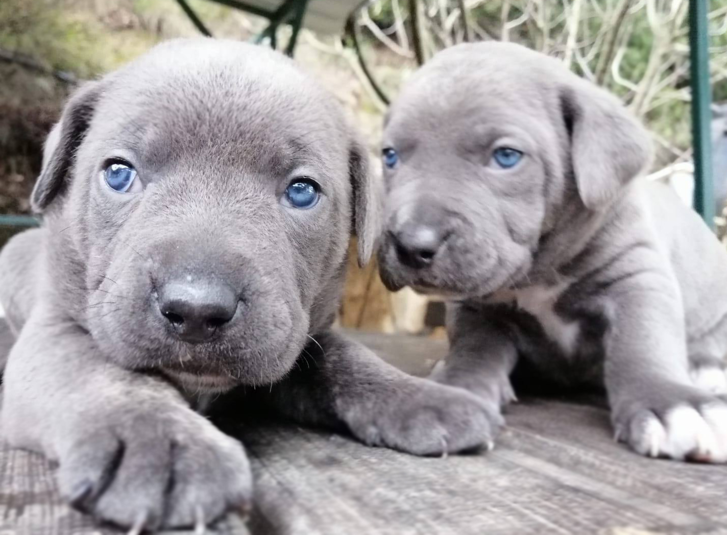 Yavru Köpekler Ne Zaman Kuru Mamaya Geçebilir?