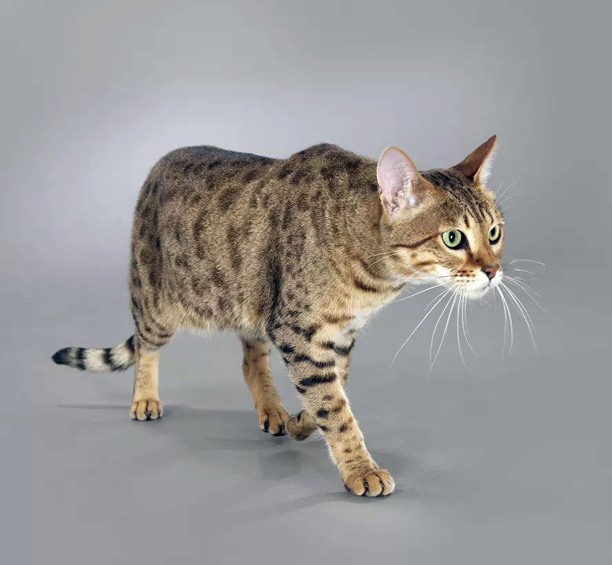 En Uzun Ömürlü 7 Kedi Irkı