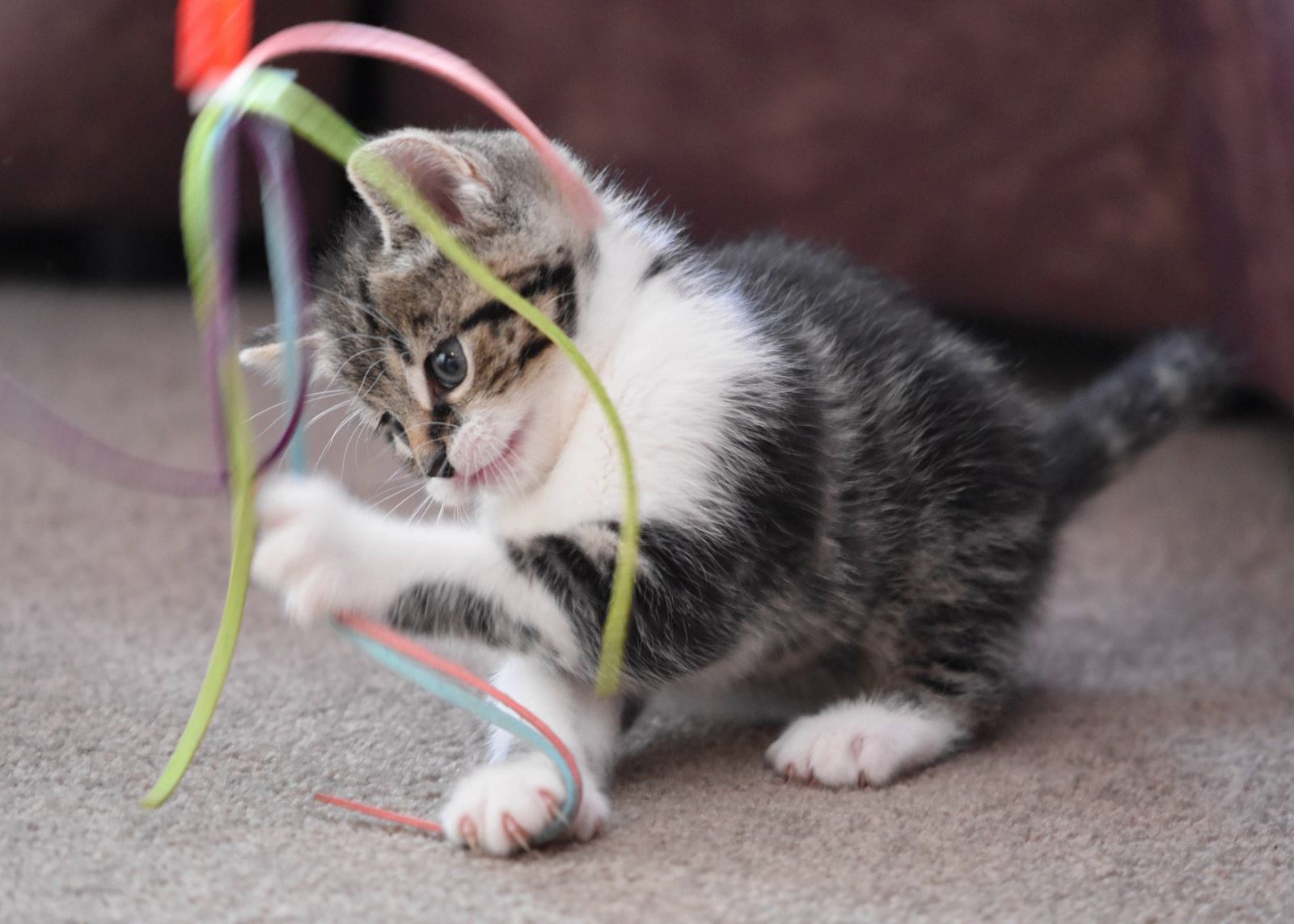 İplik Neden Kediler İçin Güvenli Bir Oyuncak Değildir?