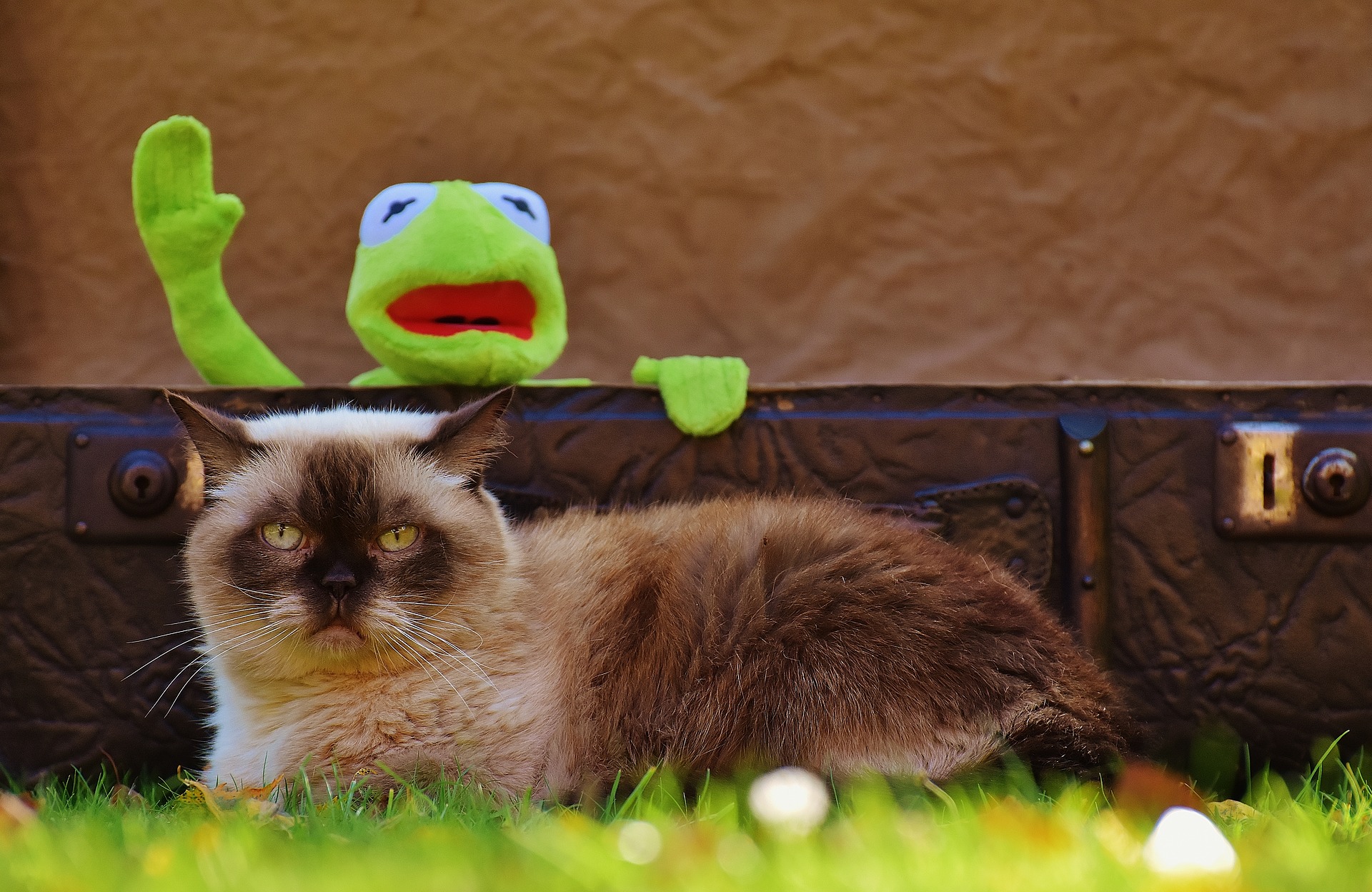 Kediler Ne Kadar Yaşar? Ortalama Kedi Ömrü Hakkında Bilgiler