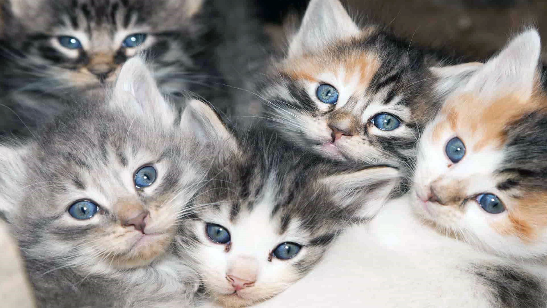 Kediniz Saf Bir Irk mı? Melez ve Safkan Kedi Farkları