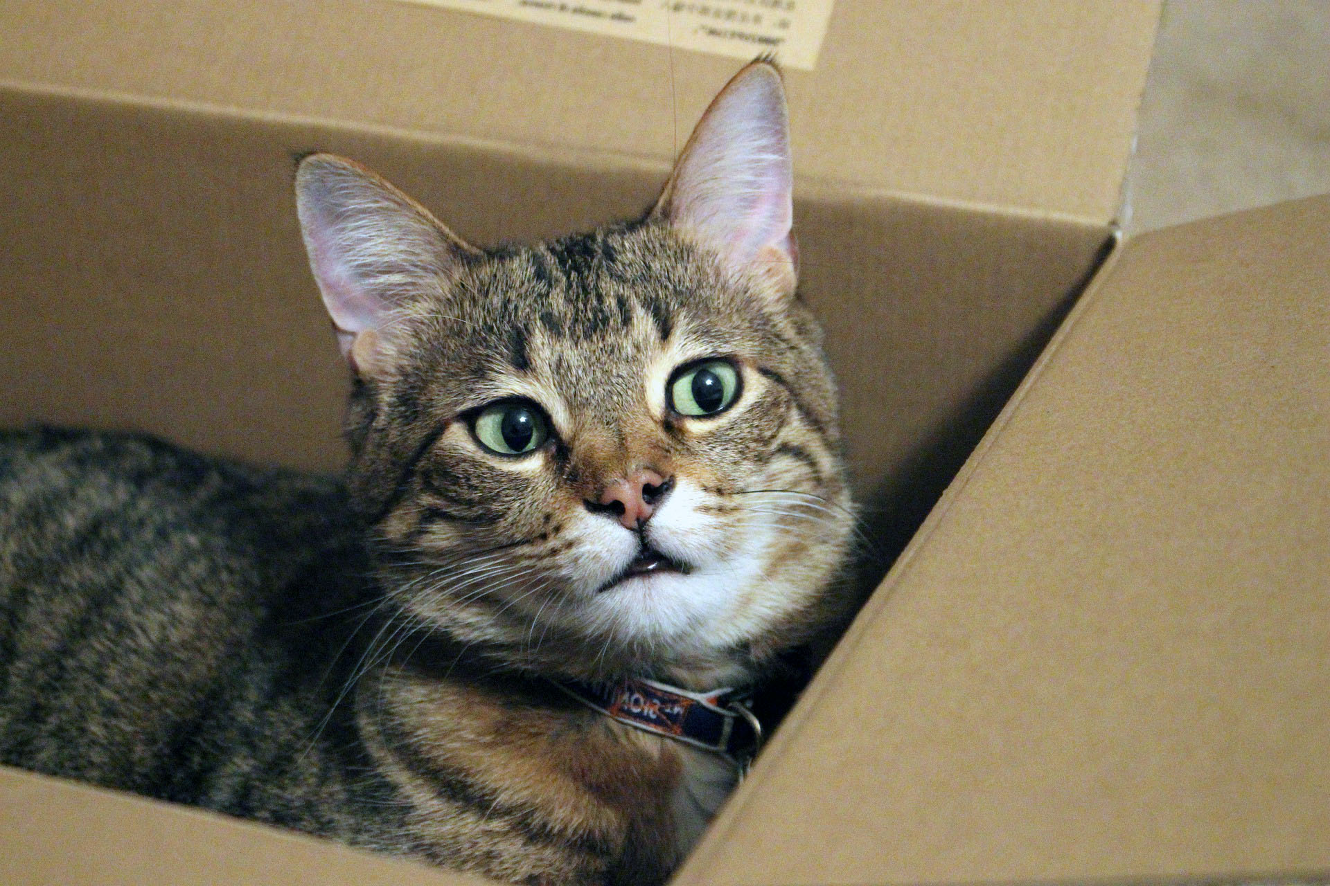 Kediler Neden Kutulari Bu Kadar Seviyor