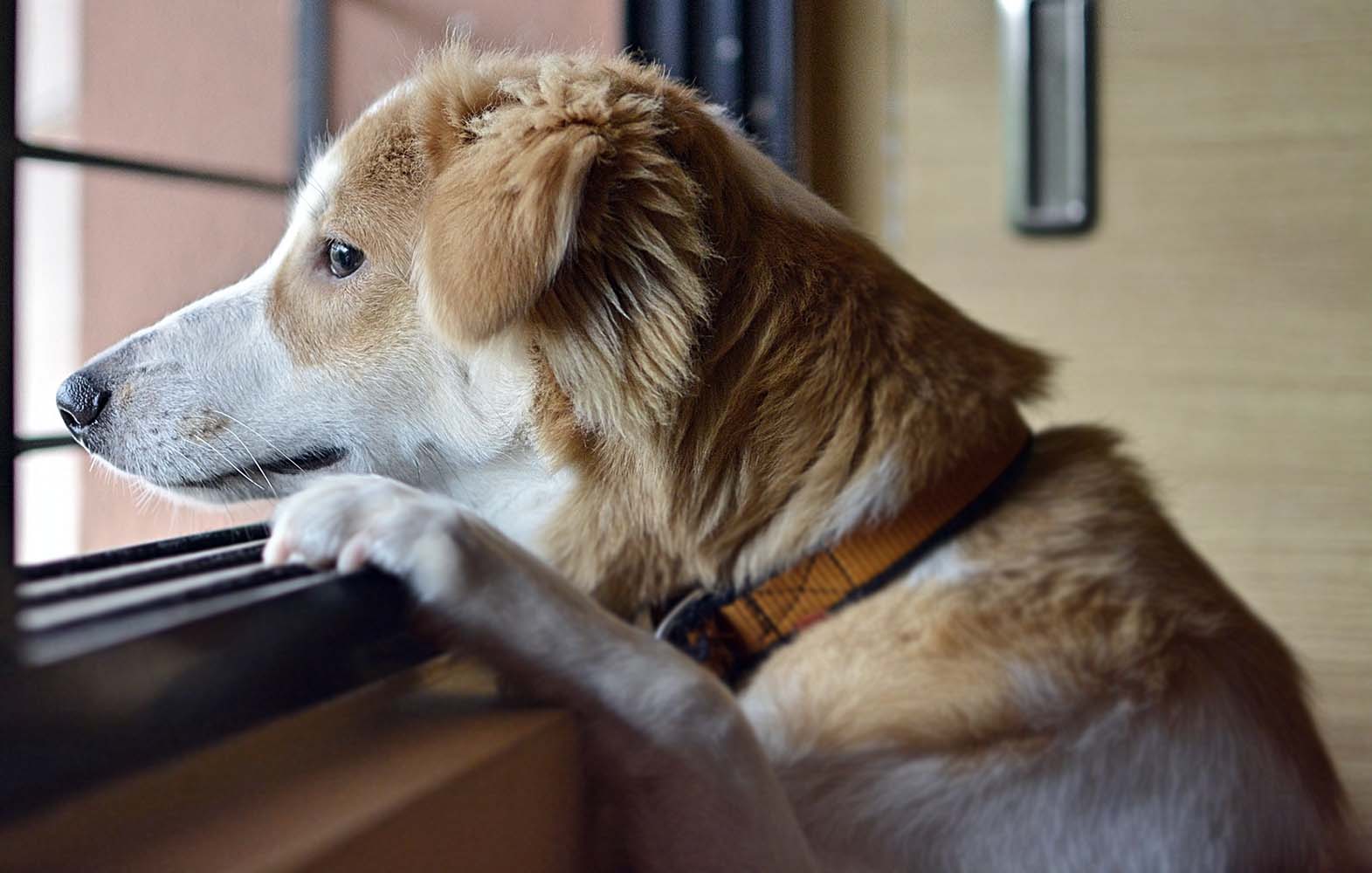 Köpeklerde Eklem Problemleri ve Egzersizin Önemi