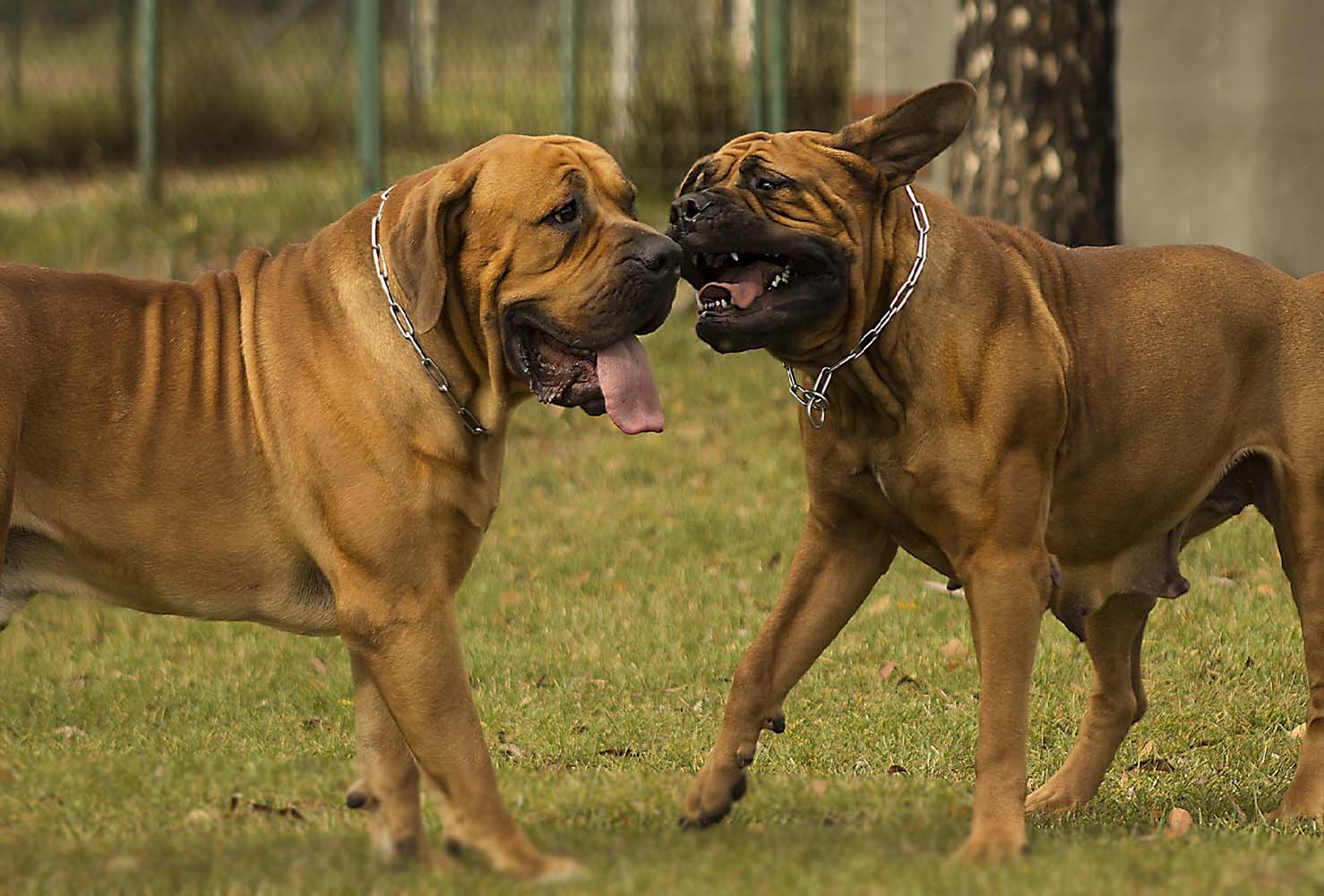 Köpek Sahiplenirken Cinsiyet Seçimi ve Bilinmesi Gerekenler