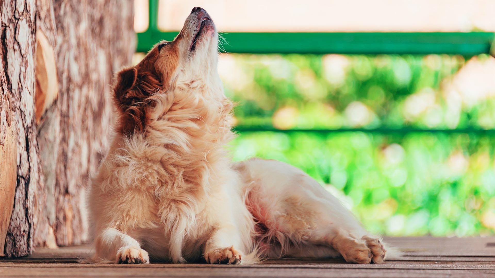 Köpekler Neden Ulur, Köpek Uluması Neyin İşareti?