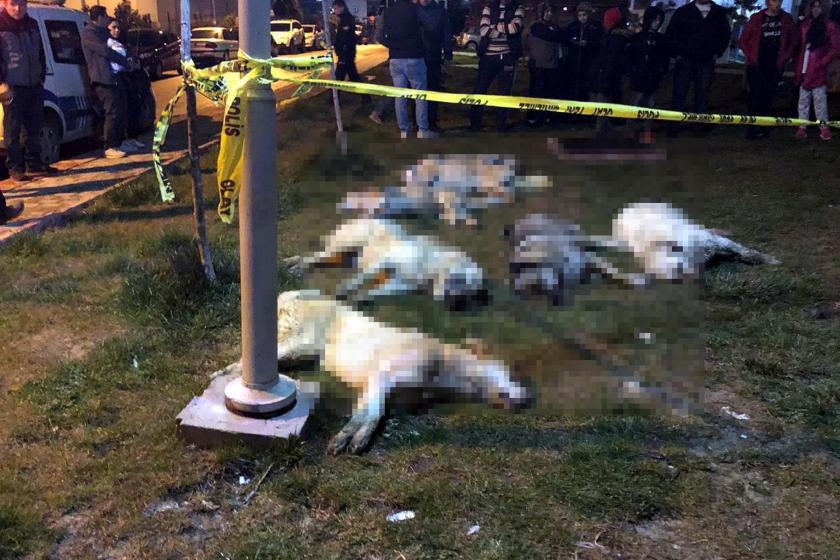 ankara barınak köpek