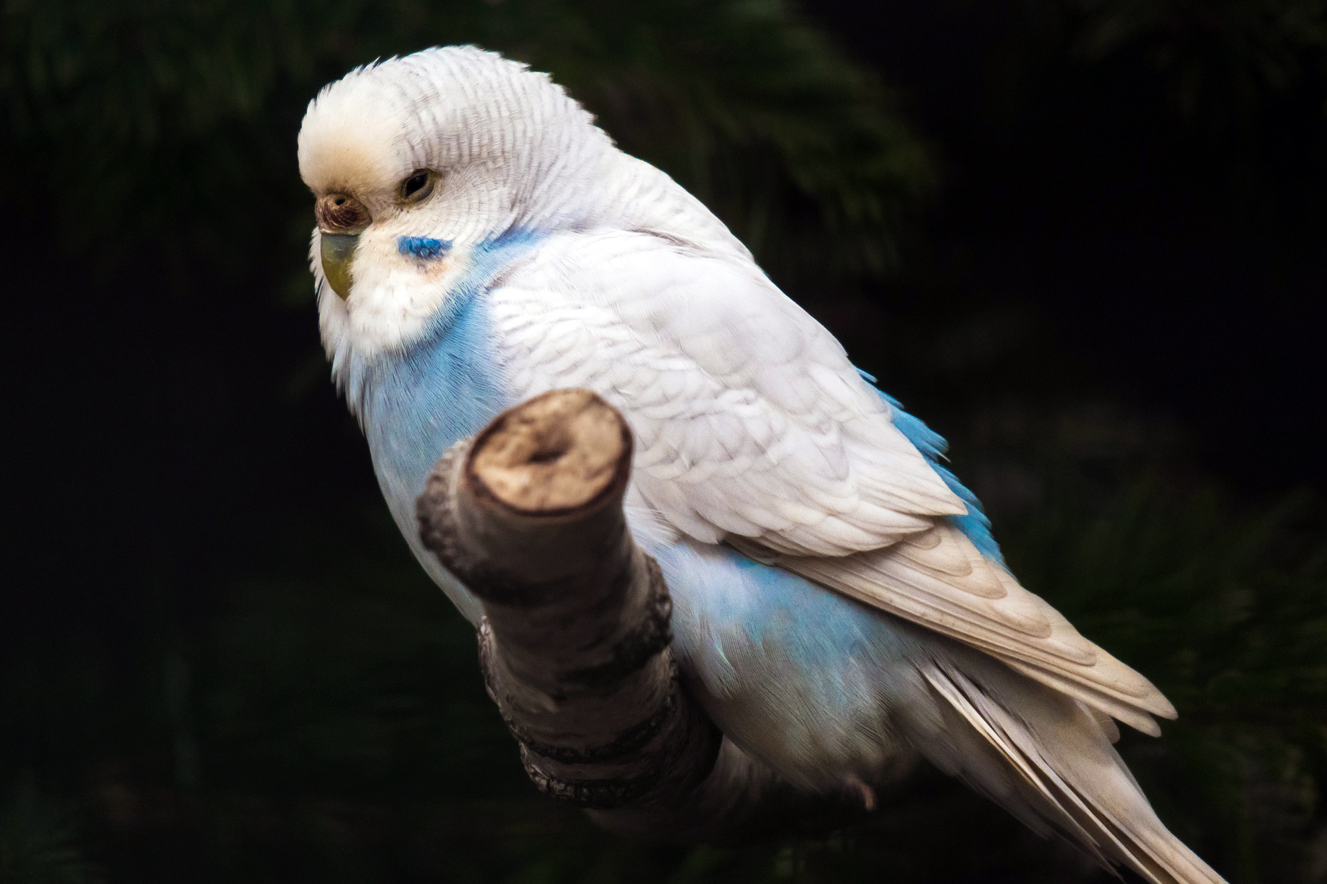 Kuşlarınızın Bağışıklık Sistemini Geliştirebilecek Yiyecekler