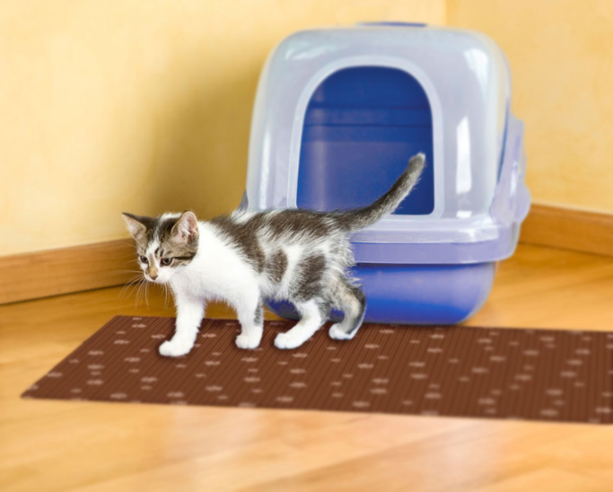 Hangi Kedi Kumu Daha İyi? Bentonit mi Silika Kum mu?