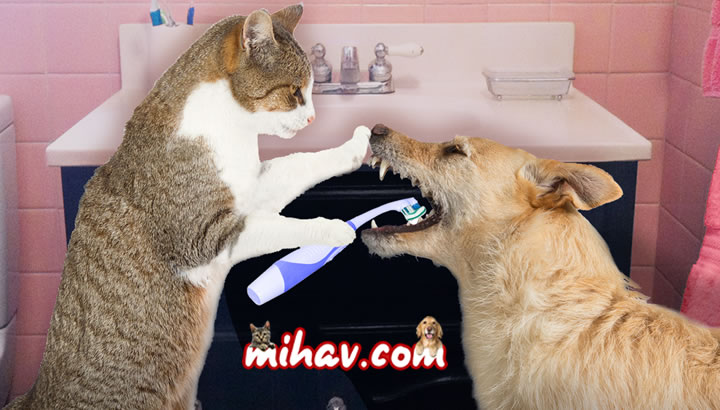 Kedi ve Köpeklerde Diş Taşı Oluşumu