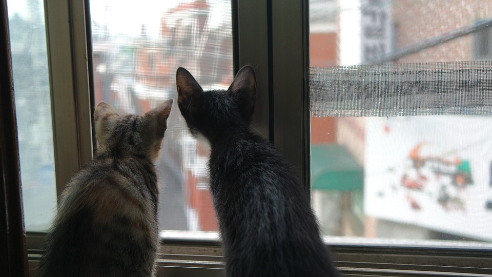 10 Maddede Bir Evde Neden 2 Kedi Olmalı?