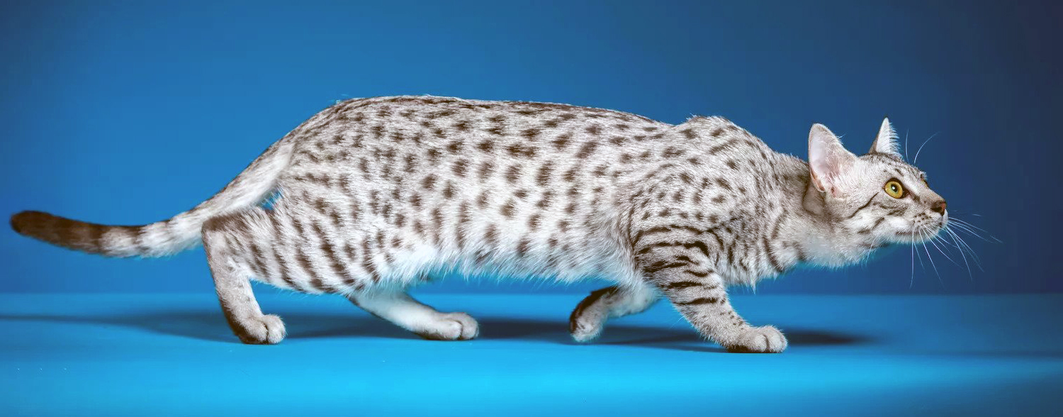 En Uzun Ömürlü 7 Kedi Irkı