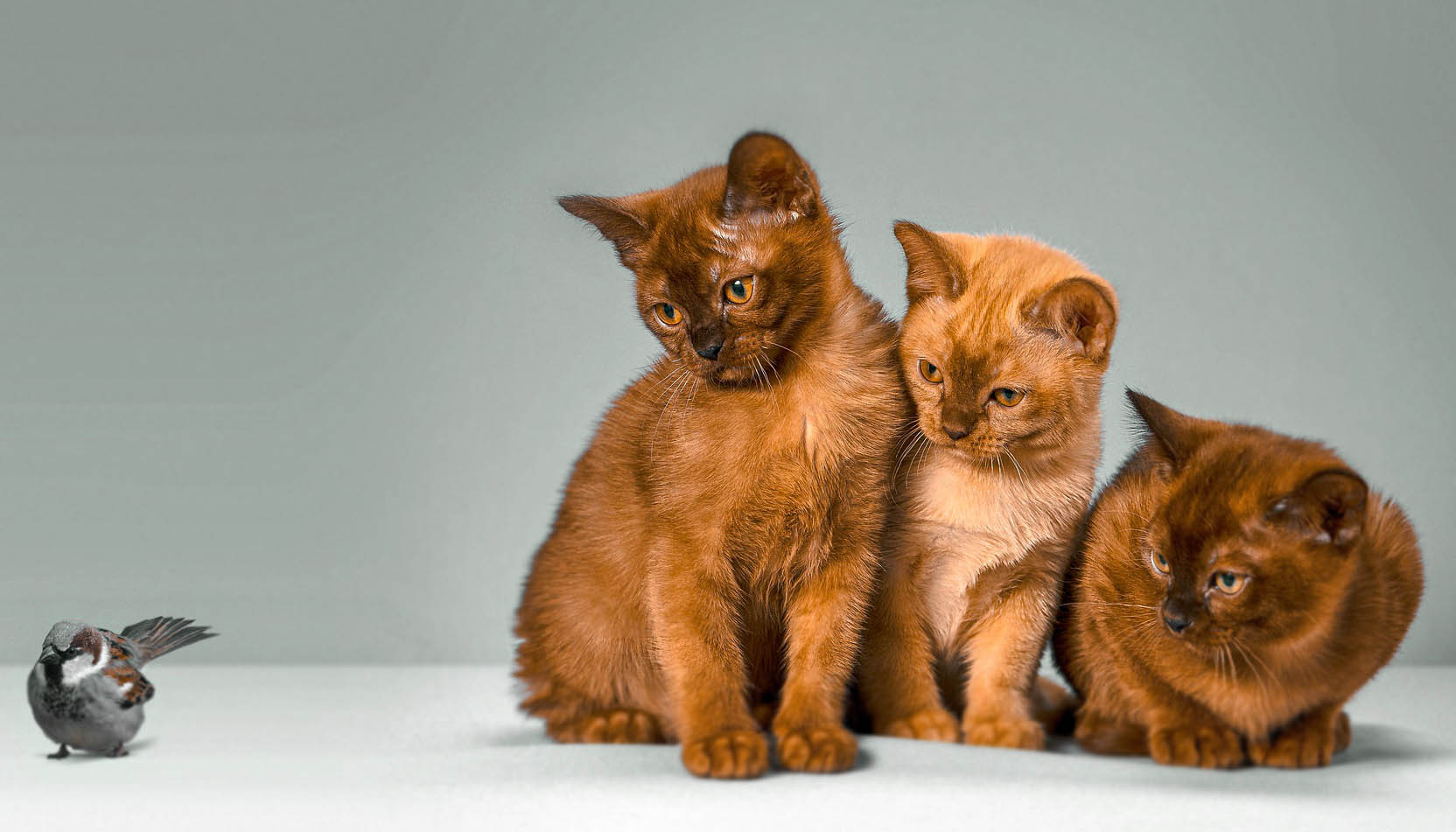 Kedi ve Kuşlar Beraber Yaşayabilir Mi?