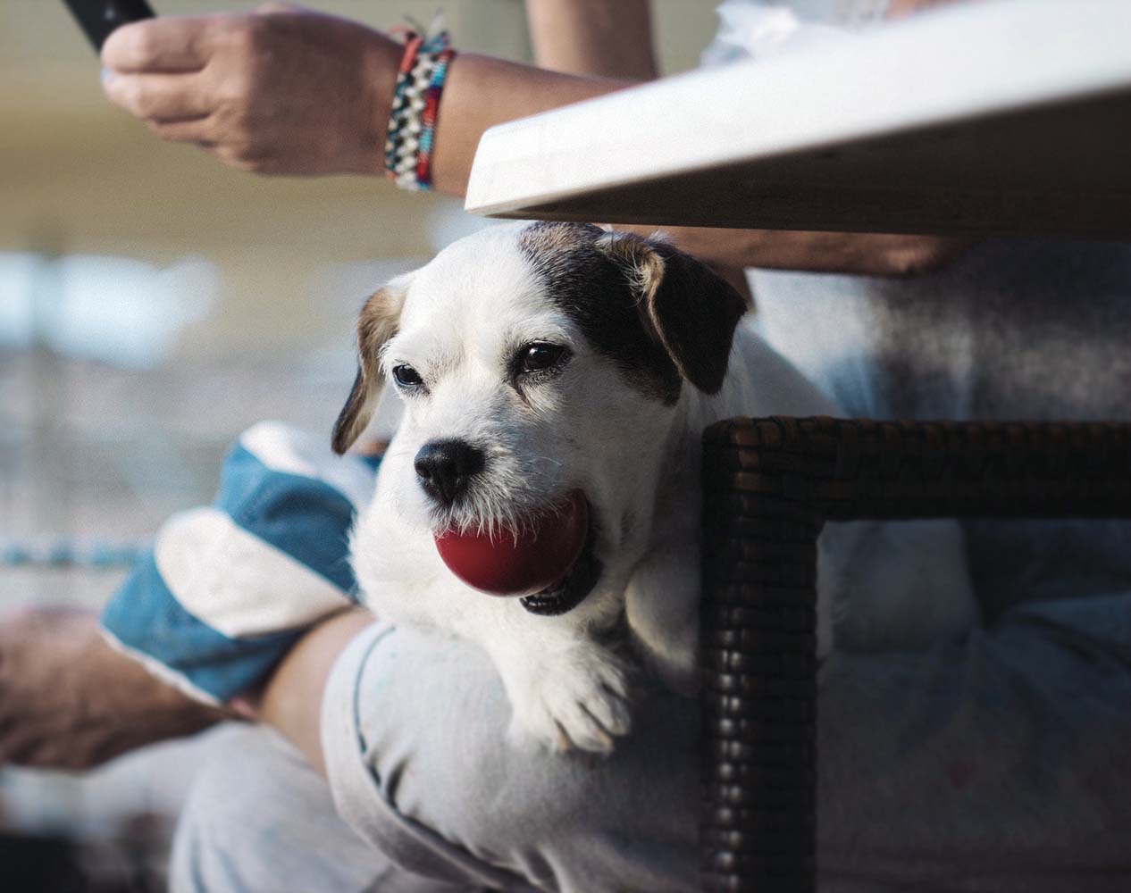 5 Maddeyle Köpekler Neden Sahiplerinin Kucağına Oturur?
