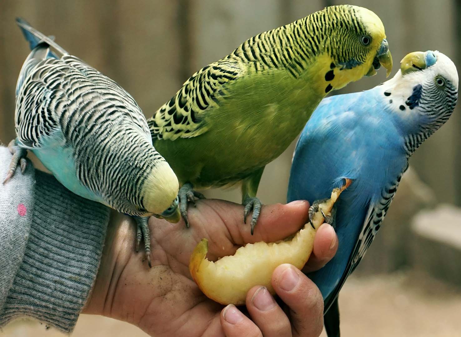 Muhabbet Kuşunuzun Konuşması İçin Yapabilecekleriniz
