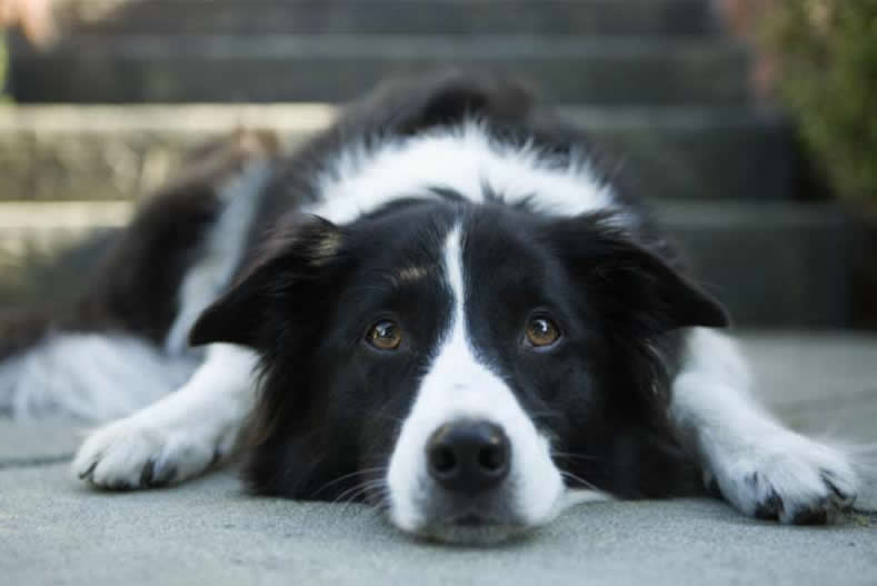 Köpeklerde Epilepsi Hastalığı ve Tedavisi