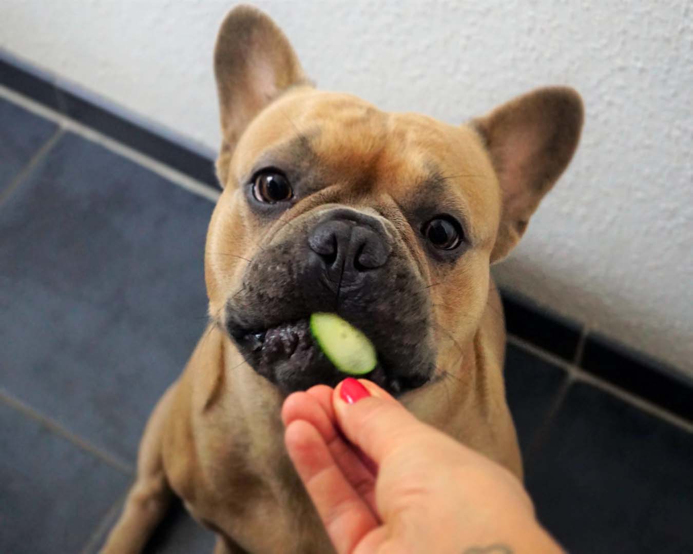 Vitaminlerin Köpeklerin Tüy Sağlığına Etkileri