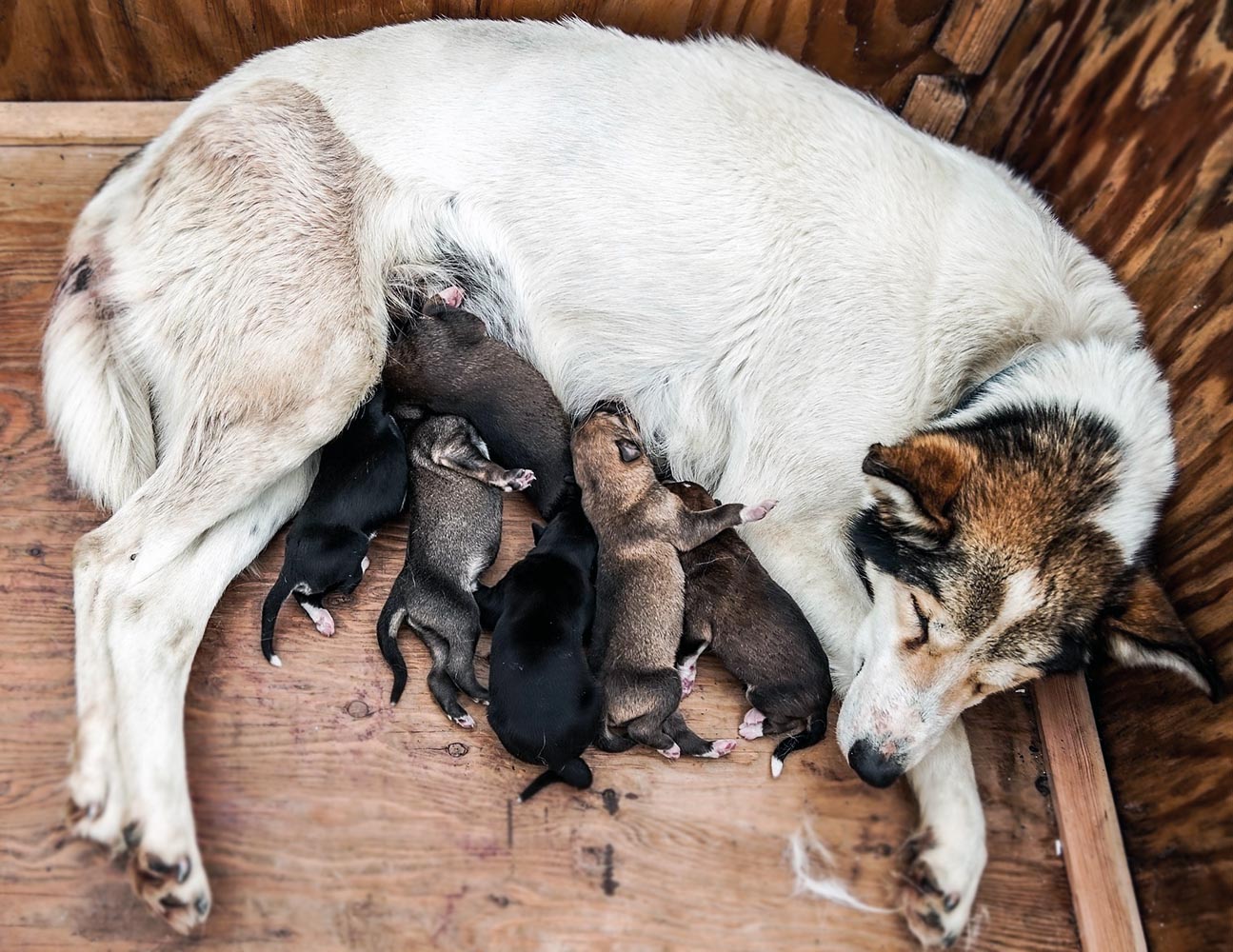 Doğum Sonrası Anne Köpek Bakımı
