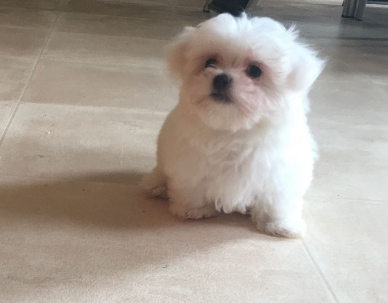 Minik Bir Tür Maltese Terrier
