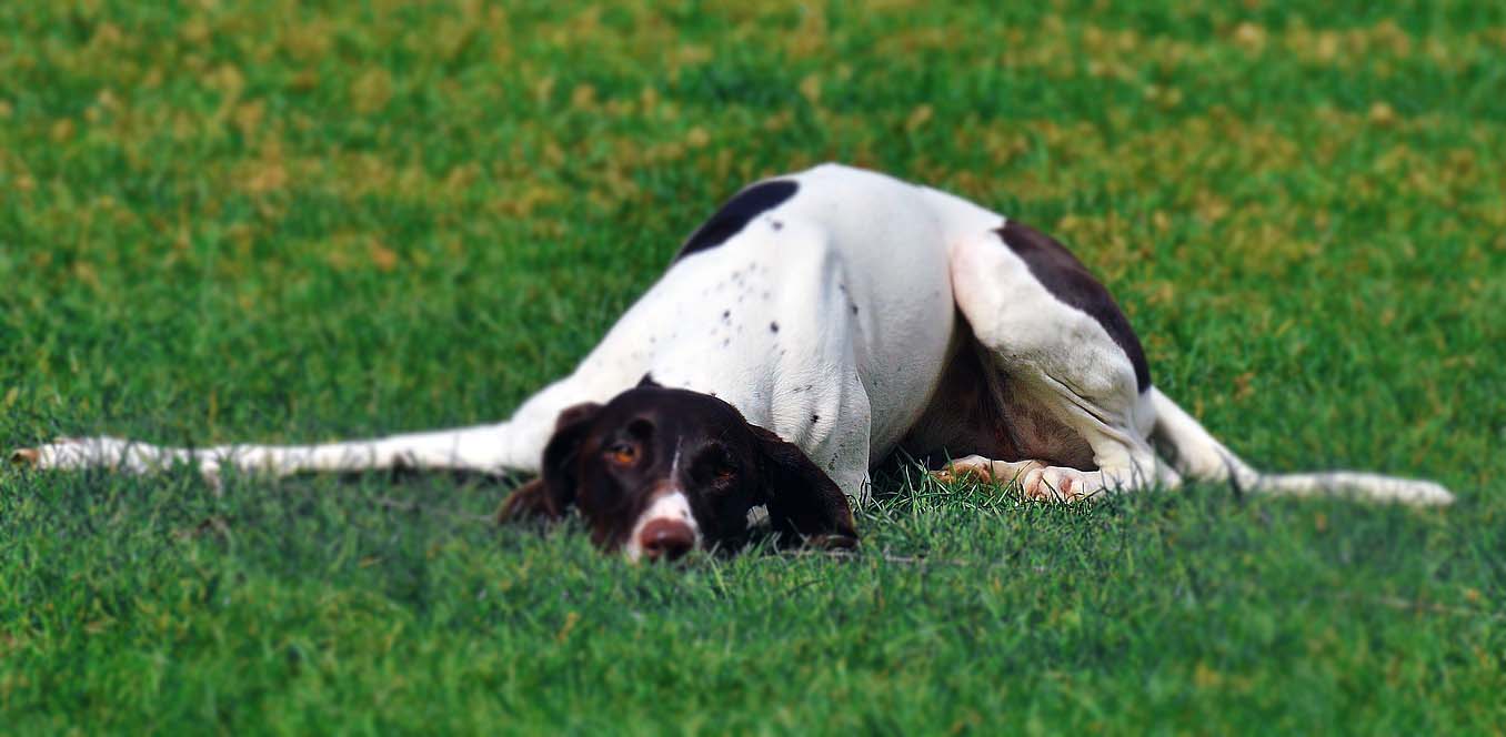yavru köpek kanlı ishal