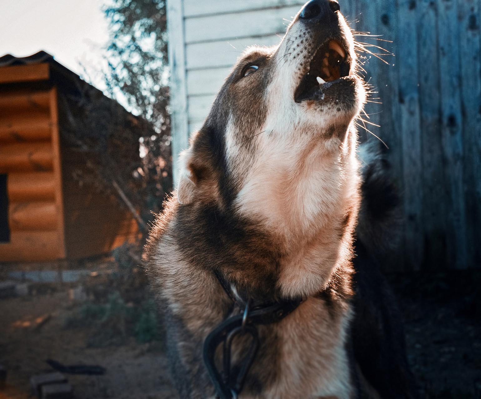 Köpeklerin Davranışlarını Sahipleri Şekillendirir!