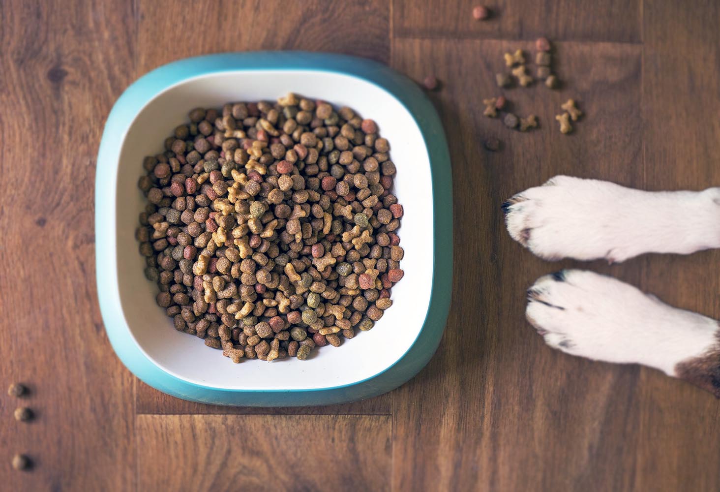 Köpeklerde Yemek Yeme ve Koruma Agresifliği