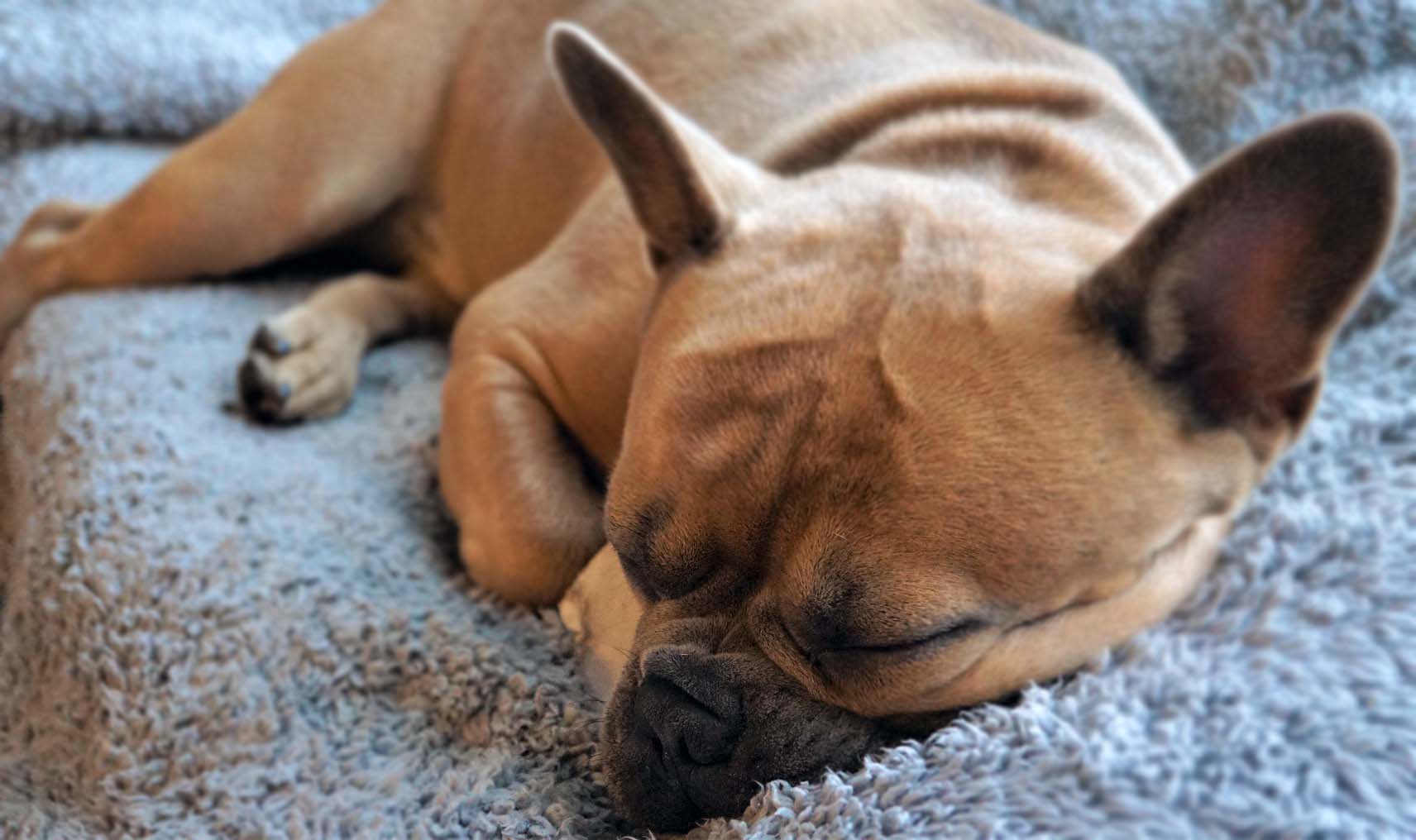 Köpeklerin Sorun Yaşadığını Gösteren 5 Vücut Hareketi