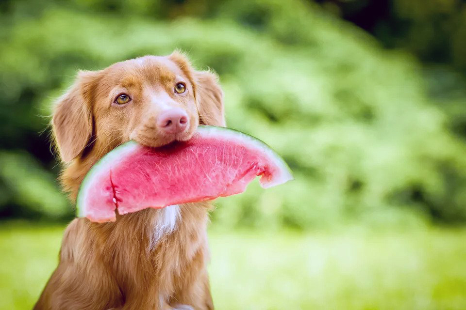 Köpekler Hangi Meyveleri Yiyebilir?