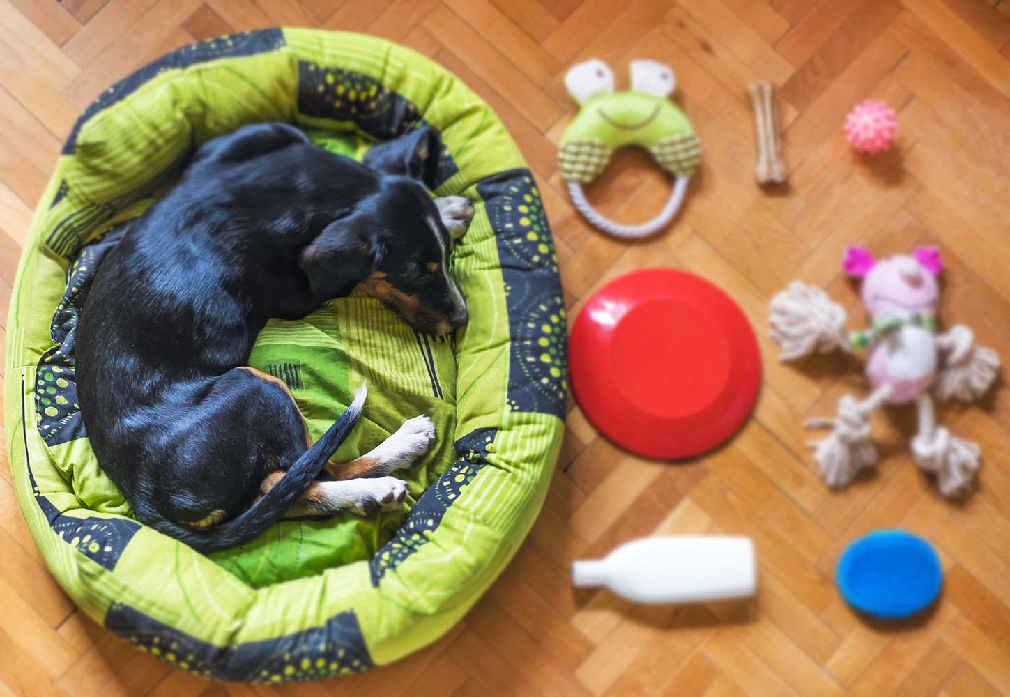 Kedi ve Köpeklerde Uykunun Önemi ve Yatak Seçimi