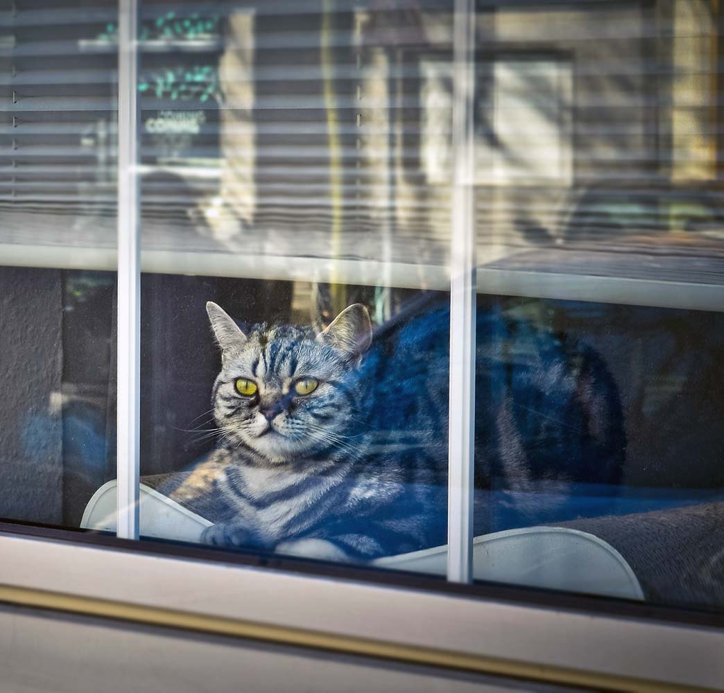 Kedi Köpek Beslerken Ev İçi Güvenliğinde Dikkat Edilmesi Gerekenler