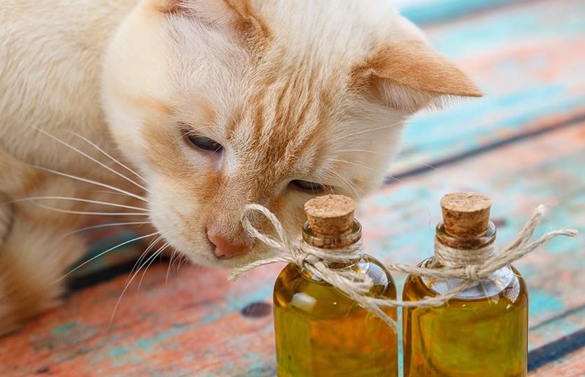 Zeytinyağının Evcil Hayvanlar Üzerindeki Mucizesi