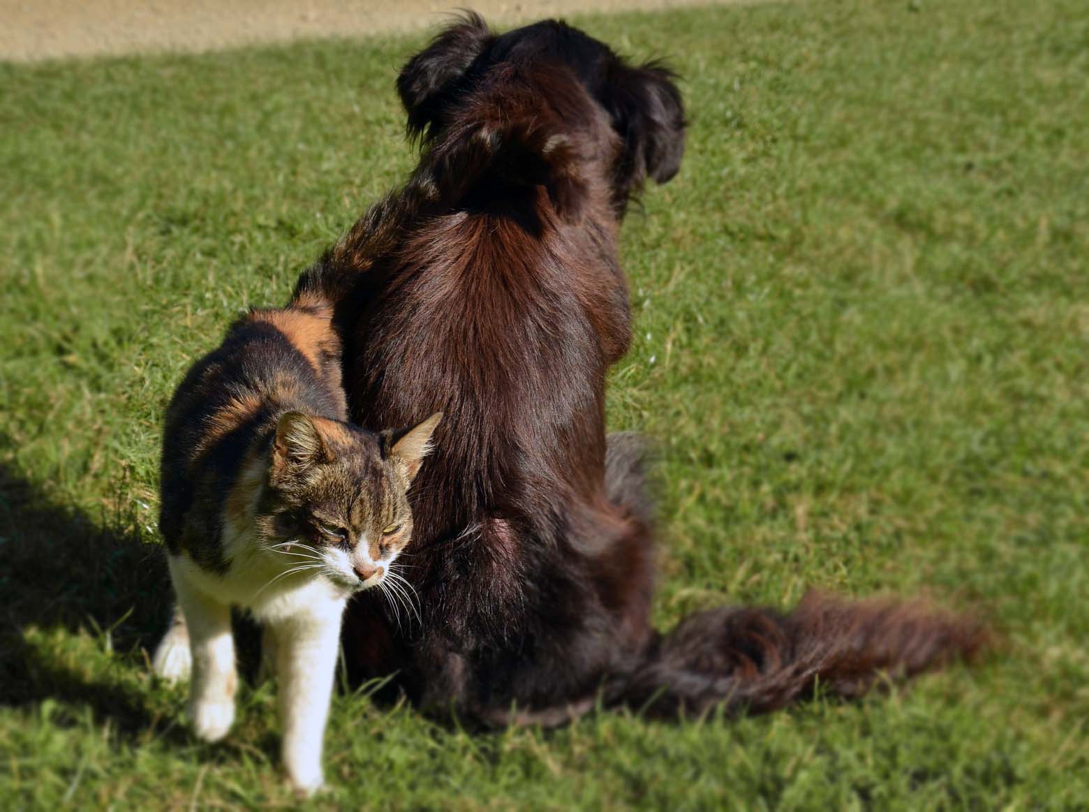 Köpekler ve Kediler Kansere Yakalanır mı?