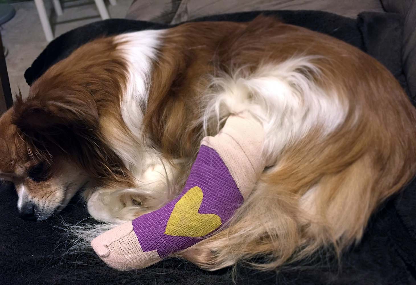 Köpeklerde Kemik Kırılması Sonrası Ne Yapmalı?