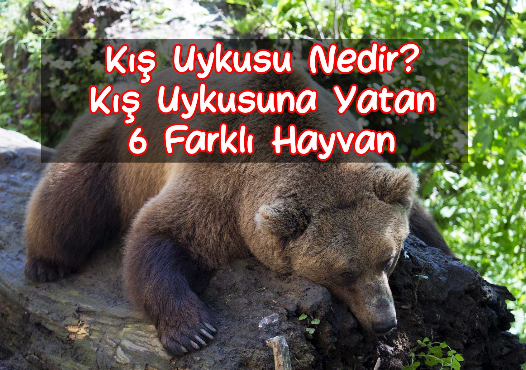 Kış Uykusu Nedir? Kış Uykusuna Yatan 6 Farklı Hayvan