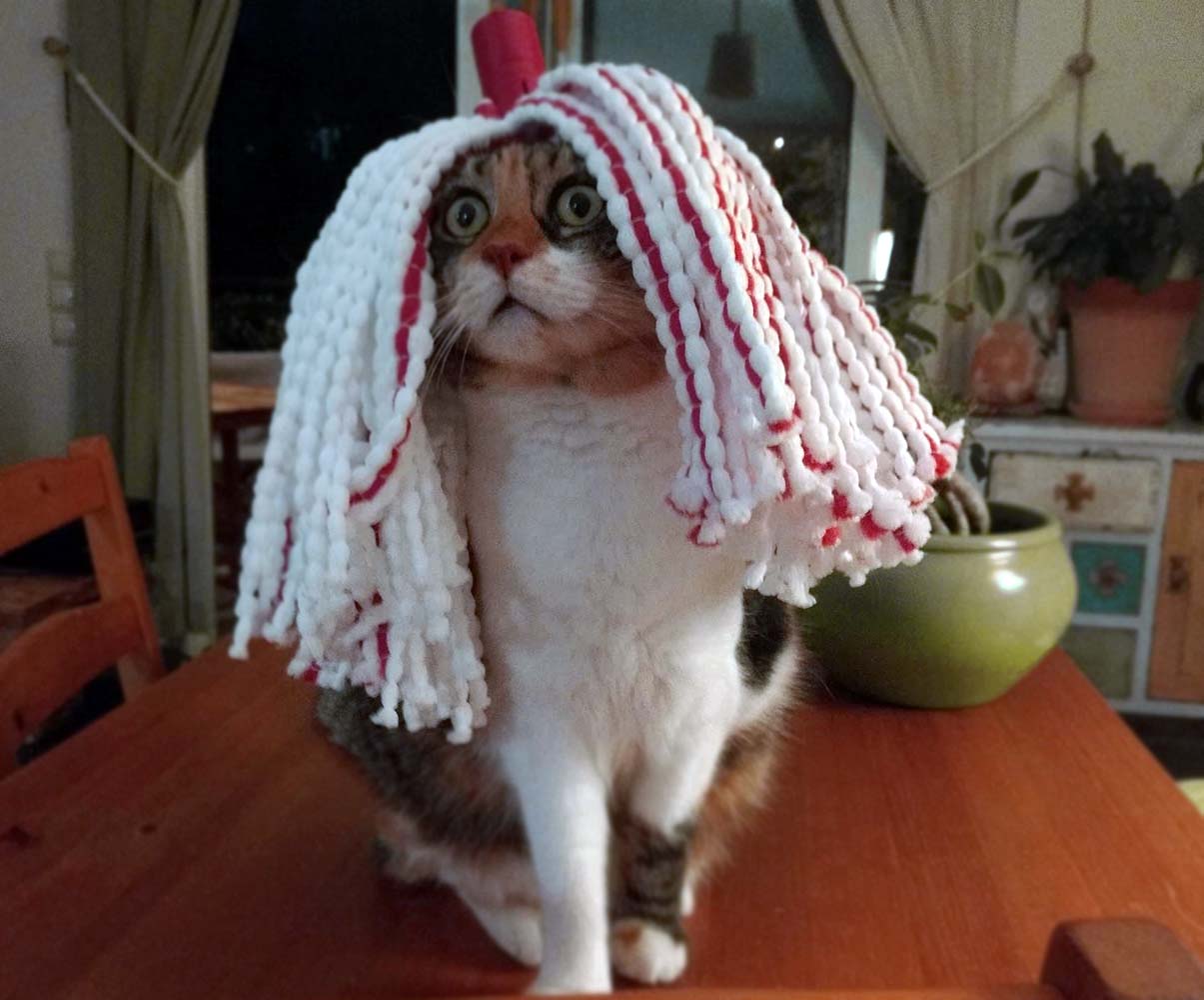 Kedi İdrar Kokusunu Evde Nasıl Yok Edebilirsiniz?
