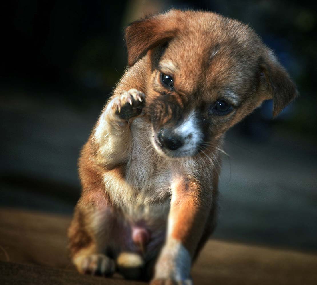 Yavru Köpekler Ne Zaman Dışarı Çıkarılmalıdır?