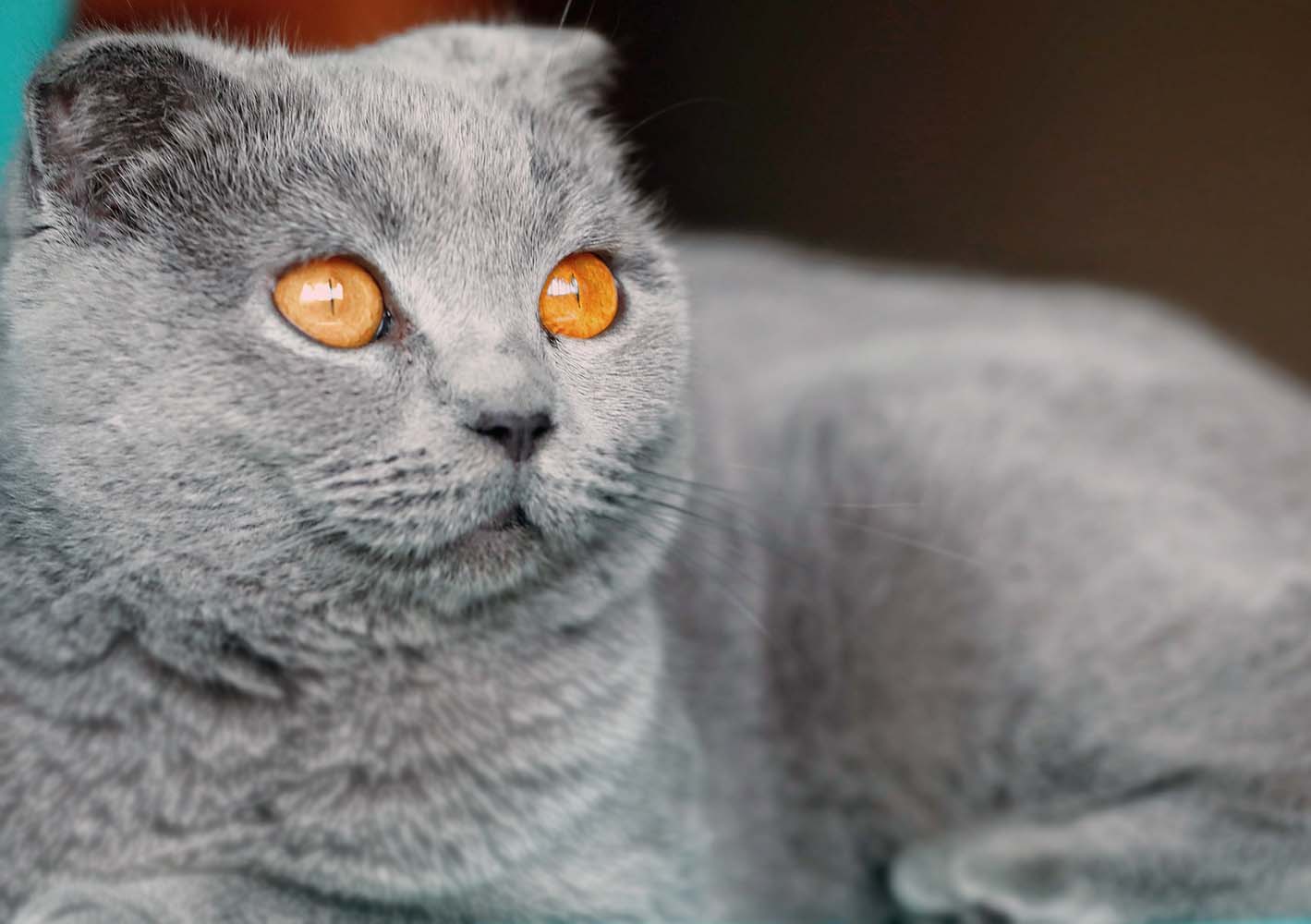 Kısırlaştırılmış Kedi Mamasının Yetişkin Kedi Mamasından Farkları