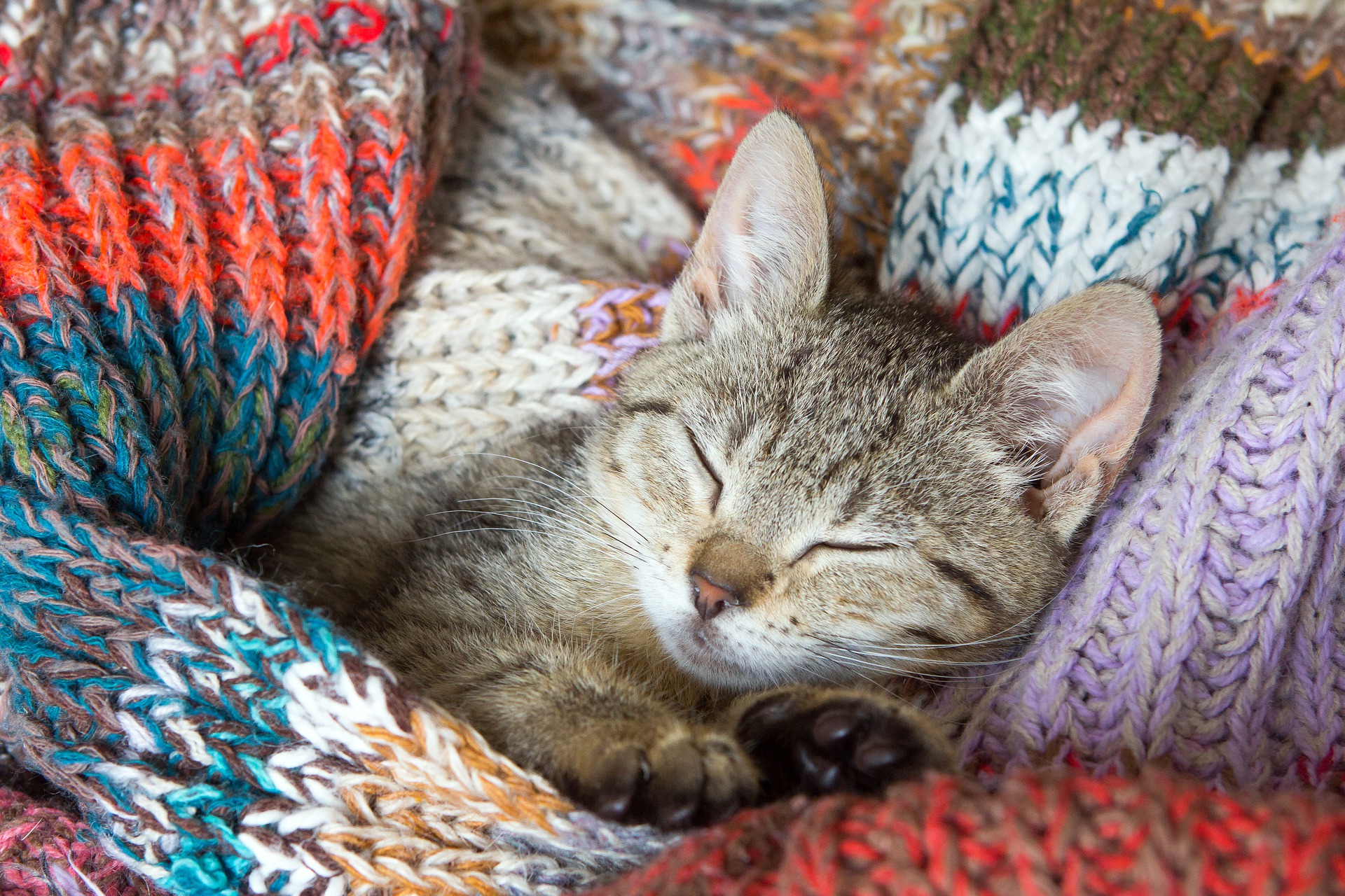 kedi bağırsak tıkanması
