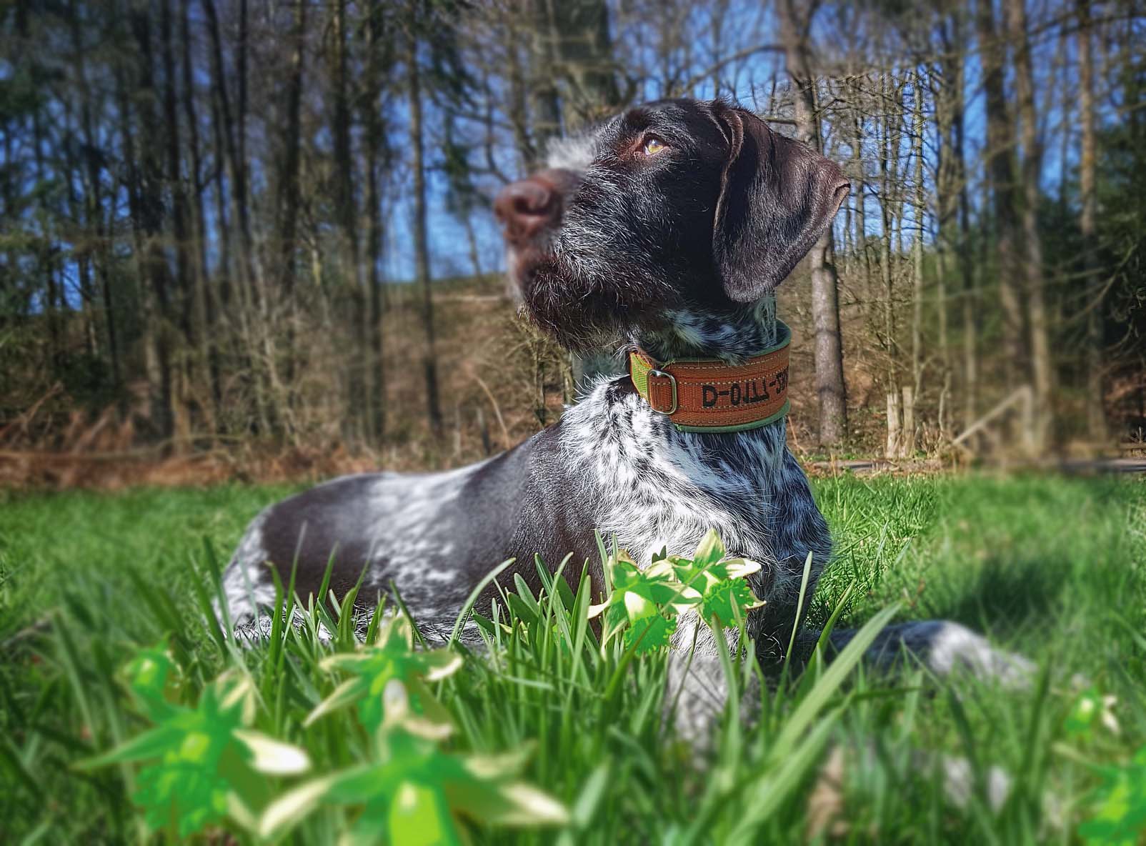 Köpeklerin Tüy ve Deri Sağlığını Koruyan 3 Etken