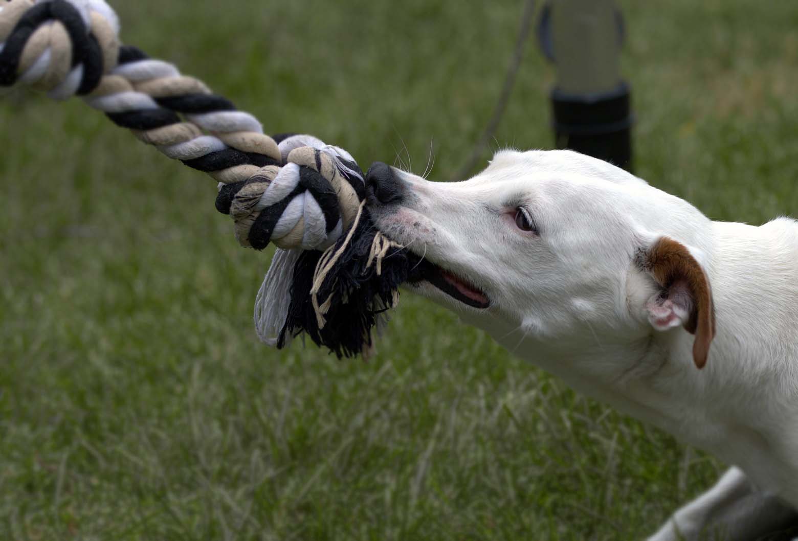 Yavru Köpeklerin El ve Bacakları Isırması Neden Kaynaklanıyor?