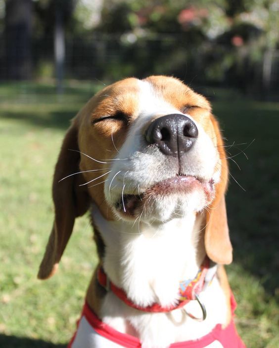 Köpekler Hakkında 10 İlginç Bilgi