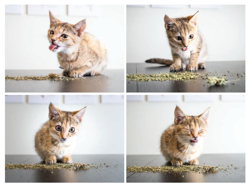 nova kedi kumu